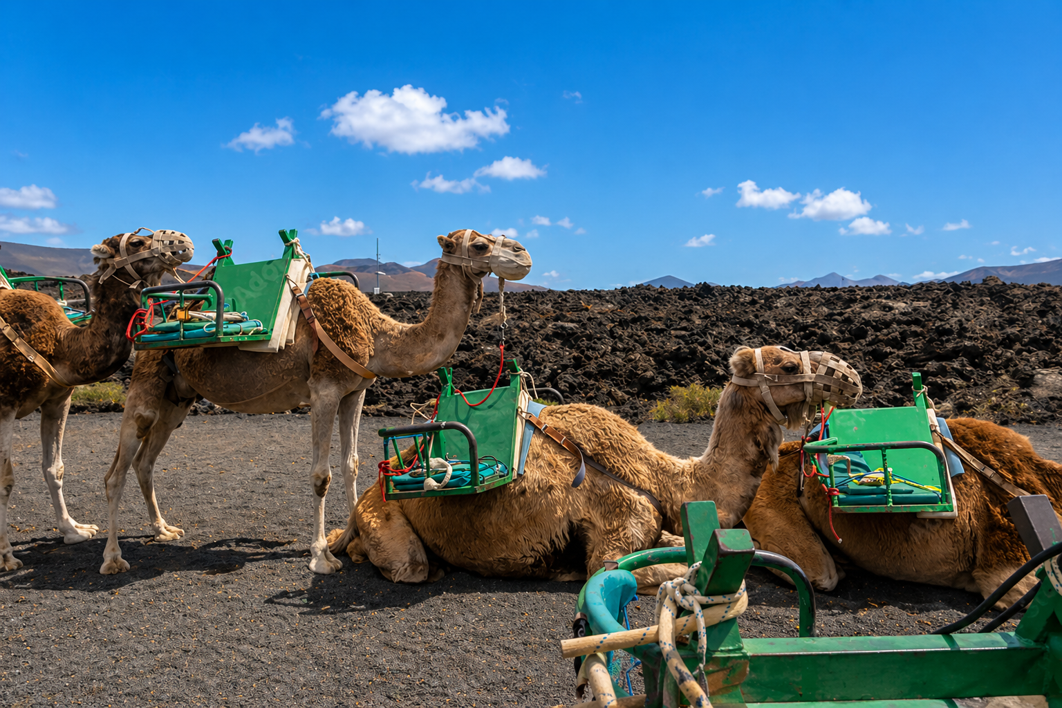 Camel ride at Timanfaya